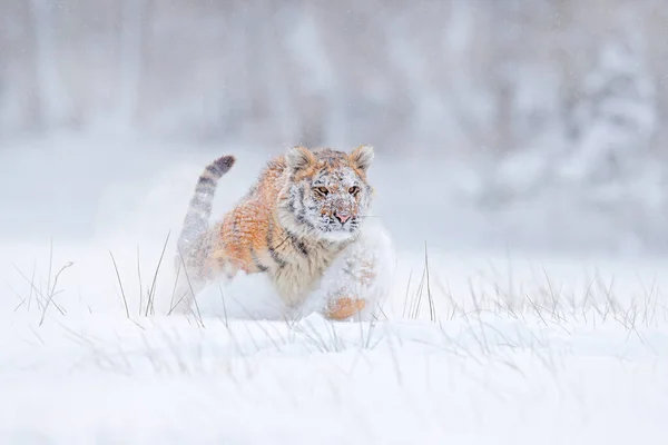 Neve Tigre Corre Natureza Selvagem Inverno Tigre Siberiano Panthera Tigris — Fotografia de Stock