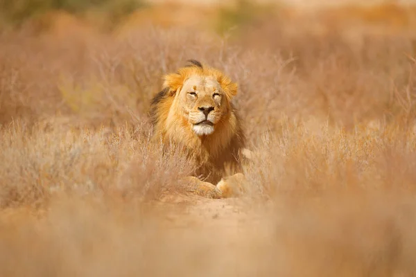 Африканський Лев Чорний Лев Кгалагаді Африканська Небезпечна Тварина Panthera Leo — стокове фото