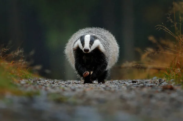 Badger Berjalan Hutan Jalan Kerikil Kayu Yang Bagus Sebagai Latar — Stok Foto