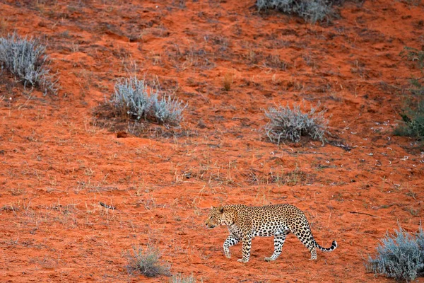 Leopardo Panthera Pardus Caminando Arena Naranja Roja Leopardo Africano Desierto — Foto de Stock