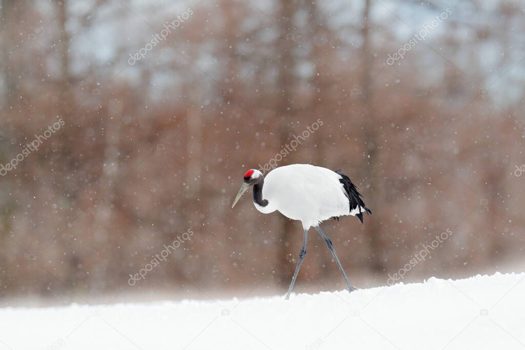 Winter nature. Snowfall Red-crowned crane in snow meadow, with snow storm, Hokkaido, Japan. Bird in fly, winter scene with snowflakes. Snow dance in nature. Wildlife scene from snowy nature. 