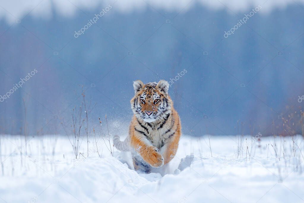 Tiger, cold winter in taiga, Russia. Snow flakes with wild Amur cat.  Tiger snow run in wild winter nature. Siberian tiger, Panthera tigris altaica. Action wildlife scene with dangerous animal. 