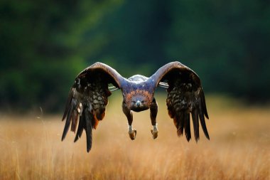 Golden eagle flying above the blooming meadow. Big bird of prey with open wings. clipart