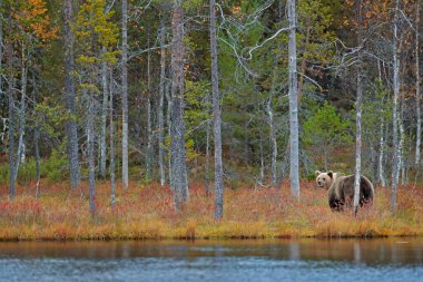 Ayı sarı ormanda gizlenmiş. Ayılı sonbahar ağaçları. Gölde yürüyen güzel kahverengi ayı, sonbahar renkleri. Yaşam alanında büyük bir tehlike var. Doğadan vahşi yaşam sahnesi, Rusya.