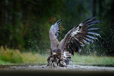 Beyaz kuyruklu Kartal, Haliaeetus albicilla, suyun üzerinde uçan, arka planda ormanlı yırtıcı kuş, doğal yaşam alanı, vahşi yaşam, Norveç. Su gölündeki kartal, su damlası - büyük kanatlar. 