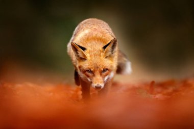 Turuncu sonbahar yapraklarında koşan kızıl tilki. Tatlı Kızıl Tilki, sonbahar ormanında Vulpes vulpes. Doğa habitatında güzel bir hayvan. Vahşi doğadan vahşi yaşam sahnesi, Almanya Avrupa. Yaşam alanında sevimli bir hayvan.