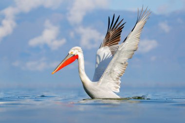 Sudaki kuş. Dalmaçyalı pelikan, Pelecanus crispus Yunanistan 'ın Kerkini Gölü' ne iniyor. Kanatları açık pelikan. Avrupa doğasından vahşi yaşam sahnesi. 