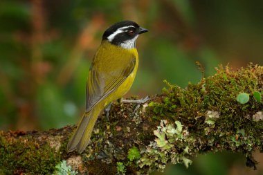 Sooty-caplı Bush-tanager, Chlorospingus pileatus, küçük gezgin kuş, Kosta Rika ve batı Panama 'nın dağlık bölgelerinde endemik yerleşik üretici. Tropik ormandaki yosun dalında duran bir tanjant. Kosta Rika 'dan vahşi yaşam sahnesi.
