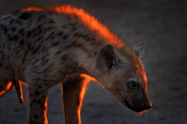 Hyena, evening sunset light. Hyena, detail sunset portrait. Spotted hyena, Crocuta crocuta, angry animal near the water hole, beautiful evening. Animal with penis, Okavango, Botswana
