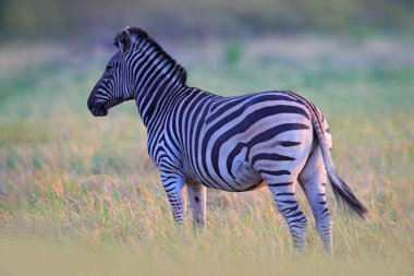 Sarı altın otlu zebra. Burchell 'in zebrası, Equus quagga burchellii, Nxai Pan Ulusal Parkı, Botswana, Afrika. Yeşil çayırdaki vahşi hayvan. Afrika safarisinde vahşi yaşam.