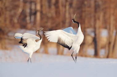 Dans eden turnaları olan karlı çayır, Hokkaido, Japonya. Kar taneleriyle kış sahnesi. Kırmızı taçlı turnalar çifti, üreme mevsimi..