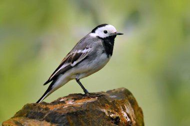 Beyaz Wagtail, Motacilla alba, ağaç dalında. Yavru kuşlar için yiyecekli bir kuş. İlkbahar, yuva yapma zamanı. Doğa habitatında vahşi yaşam davranış sahnesi, Çek Cumhuriyeti.