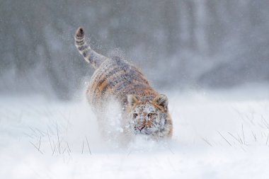 Vahşi kış doğasında kaplan, karda koşuyor. Sibirya kaplanı, Panthera tigris altaica. Vahşi kedili kar taneleri. Tehlikeli bir hayvanla vahşi yaşam sahnesi. Tayga 'da soğuk kış, Rusya. 