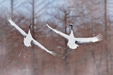 Kış doğası. Kar çayırlarında kar fırtınası, Hokkaido, Japonya 'da kar fırtınası ile taçlandırılmış bir turna. Uçan kuş, kar taneli kış sahnesi. Doğada kar dansı. Karlı doğadan vahşi yaşam sahnesi. 