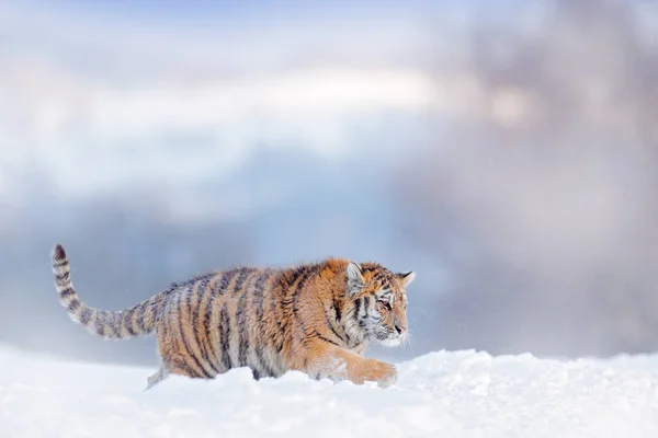 野生动物俄罗斯 俄罗斯泰加寒冷的冬天 雪片与野生的阿穆尔猫 虎雪下在野生的冬季自然中 西伯利亚虎 与危险动物一起行动的野生动物场景 — 图库照片