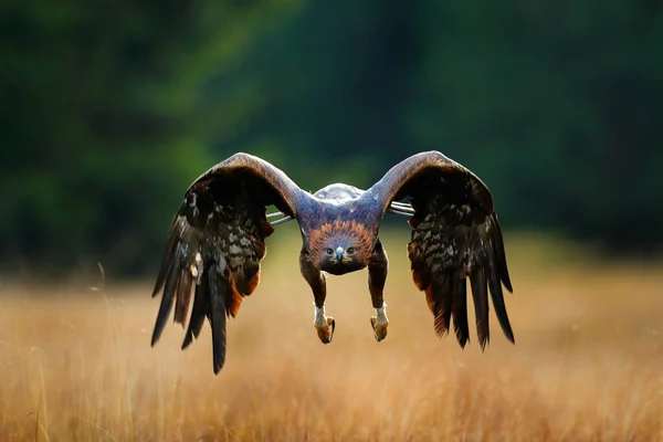 Golden Eagle Flying Blooming Meadow Big Bird Prey Open Wings — Stock Photo, Image