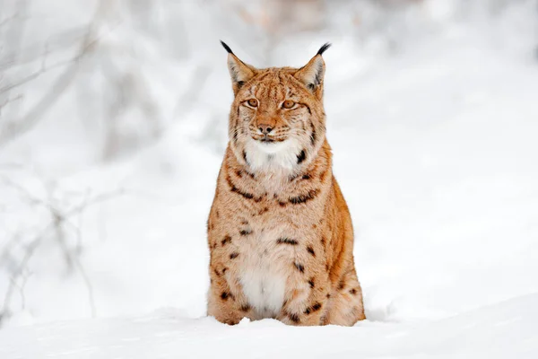リンクス歩くと 雪と森の中で野生の猫 冬の自然からの野生動物のシーン 生息地でかわいい大きな猫 寒い条件 美しい動物野生のオオカミと雪の森 ドイツ — ストック写真
