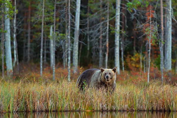 Oso Escondido Bosque Amarillo Árboles Otoño Con Oso Hermoso Oso —  Fotos de Stock