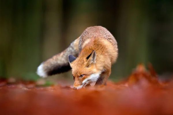 Rød Ræv Kører Orange Efterårsblade Cute Red Fox Vulpes Vulpes - Stock-foto