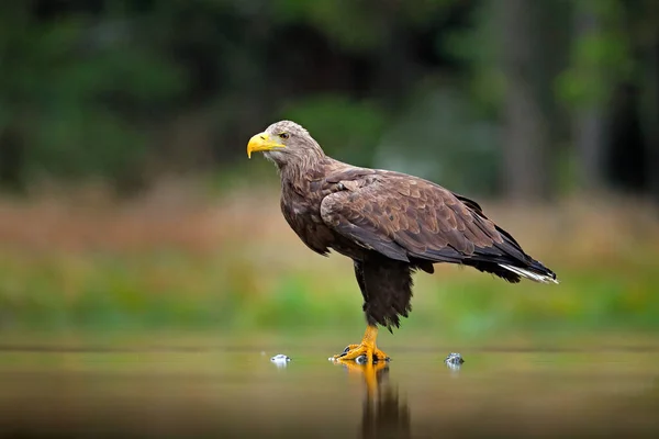 Білохвостий Орел Haliaeetus Albicilla Летить Над Водою Птах Здобичі Лісом — стокове фото