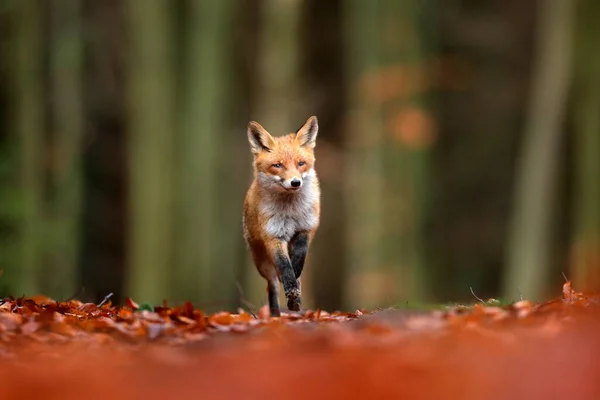 オレンジ色の紅葉の上を走る赤い狐 かわいいレッドフォックス 秋の森の中の彫刻 自然の生息地で美しい動物 野生の自然からの野生動物のシーン ドイツヨーロッパ 生息地でかわいい動物 — ストック写真