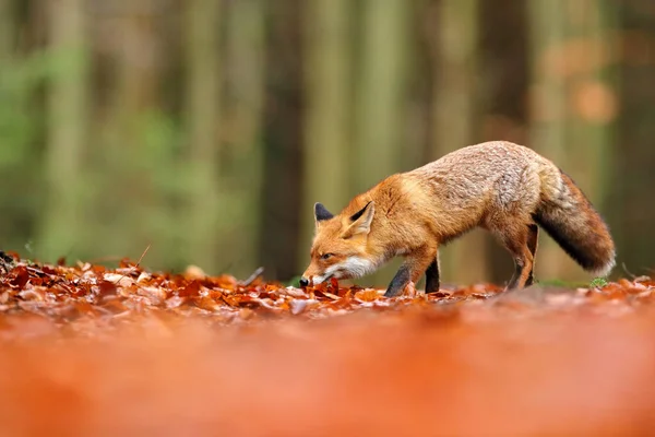 オレンジ色の紅葉の上を走る赤い狐 かわいいレッドフォックス 秋の森の中の彫刻 自然の生息地で美しい動物 野生の自然からの野生動物のシーン ドイツヨーロッパ 生息地でかわいい動物 — ストック写真