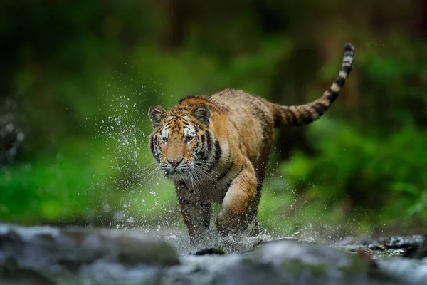 Tigre Corriendo Agua Siberia Animal Peligroso Tajga Rusia Animal Arroyo — Foto de Stock