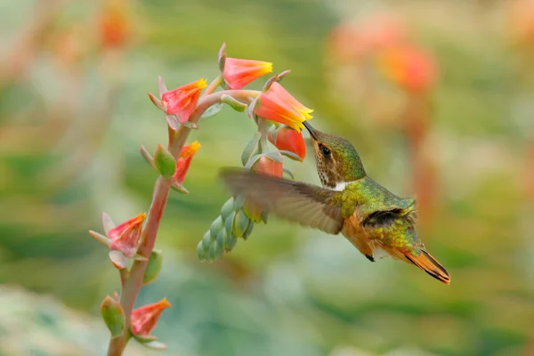 꽃달린 Scintillant Hummingbird Selasphorus Scintilla 서식지의 코스타리카에서 아름다운 오렌지색 열대림 — 스톡 사진