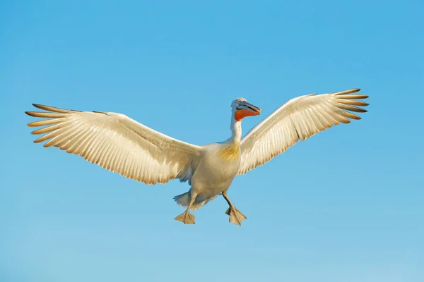 Pelicano Branco Pelecanus Onocrotalus Desembarque Lago Kerkini Grécia Pelicano Com — Fotografia de Stock