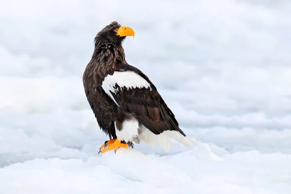 Stellerův Mořský Orel Haliaeetus Pelagicus Pták Bílým Sněhem Hokkaido Japonsko — Stock fotografie