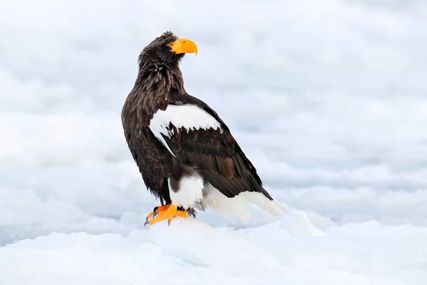 Stellers Seeadler Haliaeetus Pelagicus Vogel Mit Weißem Schnee Hokkaido Japan — Stockfoto