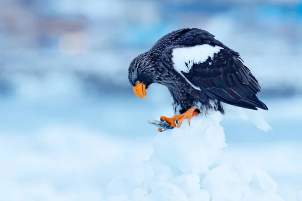 Stellers Seeadler Haliaeetus Pelagicus Vogel Mit Weißem Schnee Kamtschatka Winterrussland — Stockfoto