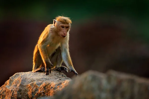 Toque Macaque Macaca Sinica Opice Večerním Sluncem Sedící Větvi Stromu — Stock fotografie