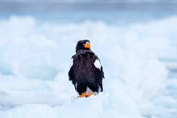 Steller Zeearend Haliaeetus Pelagicus Vogel Met Witte Sneeuw Kamchatka Winter — Stockfoto