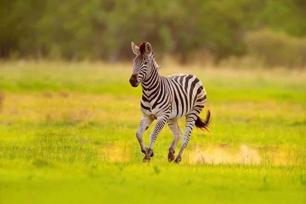 Zebra kaçıyor. Sarı altın otlu zebra. Burchell 'in zebrası, Equus quagga burchellii, Nxai Pan Ulusal Parkı, Botswana, Afrika. Yeşil çayırdaki vahşi hayvan. Afrika safarisinde vahşi yaşam.