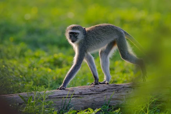 Monkey - mother with young babe. Wildlife scene from nature. Monkey in green. Vervet monkey, Chlorocebus pygerythrus, portrait of grey and black face animal in the nature habitat, Okavango, Botswana.