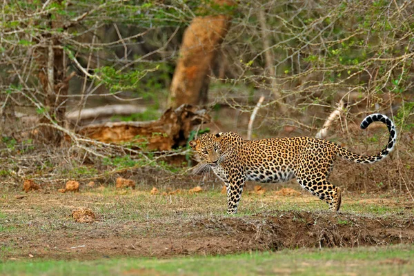 Περπατώντας Λεοπάρδαλη Σρι Λάνκα Panthera Pardus Kotiya Μεγάλη Εντοπισμένη Αγριόγατα — Φωτογραφία Αρχείου