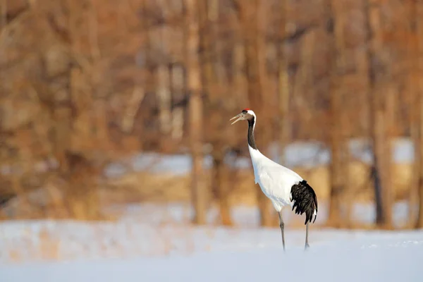 Sněžná Louka Tančícími Jeřáby Hokkaido Japonsko Zimní Scéna Sněhovými Vločkami — Stock fotografie