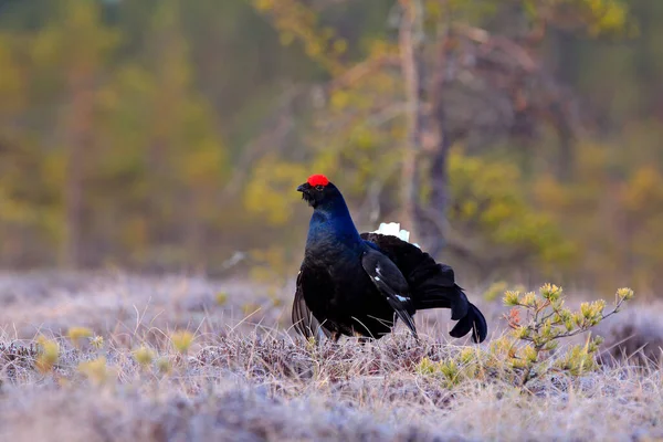 Birkhuhn Auf Der Kiefer Schönes Vogelhuhn Tetrao Tetrix Sumpfgebiet Russland — Stockfoto