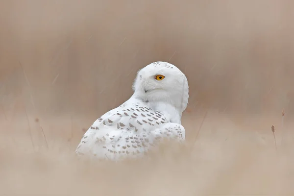 Snowy owl hidden in the meadow, bird with yellow eyes sitting in grass. Scene with clear foreground and background, in the nature habitat, Canada. White bird in the field, wildlife scene from nature.