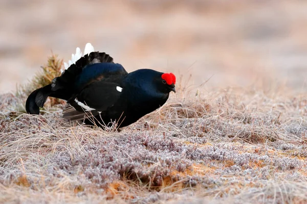 Sveç Yaban Hayatı Çam Ağacında Siyah Orman Tavuğu Güzel Kuş — Stok fotoğraf