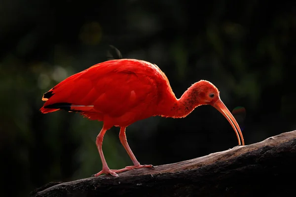 Szkarłatny Ibis Ruber Eudocimus Egzotyczny Ptak Naturalnym Środowisku Leśnym Czerwony — Zdjęcie stockowe