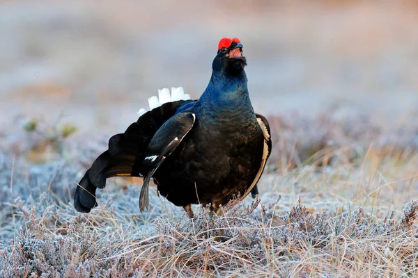 Suécia Vida Selvagem Grouse Preto Pinheiro Bom Pássaro Grouse Tetrao — Fotografia de Stock