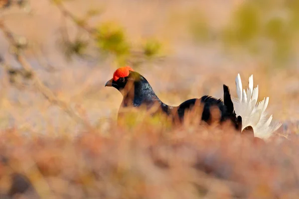 Sweden Wildlife Black Grouse Pine Tree Nice Bird Grouse Tetrao — Stock Photo, Image