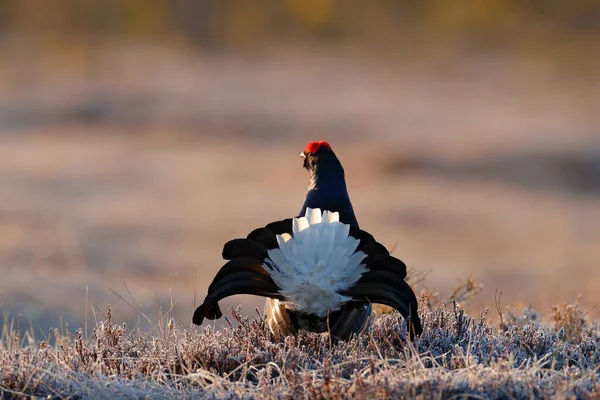 Suède Faune Tétras Noir Sur Pin Joli Tétras Des Oiseaux — Photo