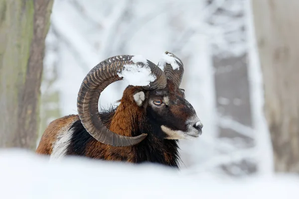 Mouflon Ovis Orientalis Gehoornde Dier Sneeuw Natuur Habitat Close Portret — Stockfoto