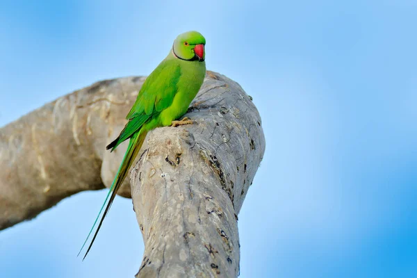 Rose Кільчасті Parakeet Psittacula Krameri Природному Зеленому Лісовому Середовищі Шрі — стокове фото