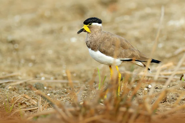 Vanelle Pattes Jaunes Vanellus Malabaricus Oiseau Endémique Sous Continent Indien — Photo