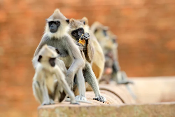 Familia Monos Madre Joven Corriendo Pared Vida Silvestre Sri Lanka —  Fotos de Stock