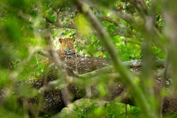 Leopard Green Vegetation Hidden Sri Lankan Leopard Panthera Pardus Kotiya — Stock Photo, Image